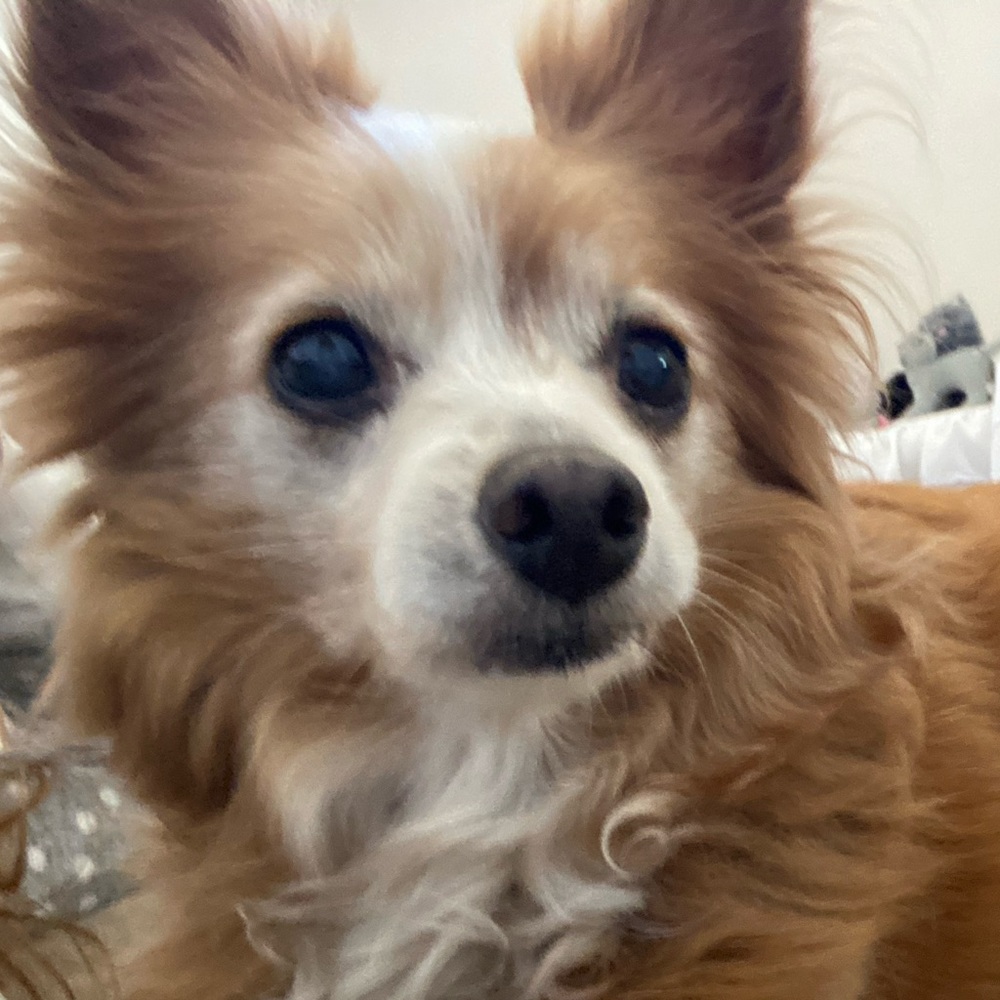 Meet your Posher, Zoey